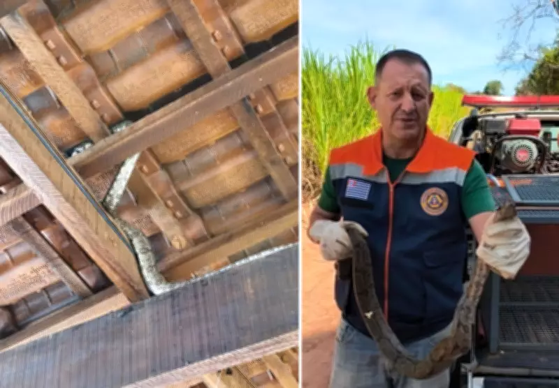 Jiboia é resgatada de telhado em Boa Esperança do Sul após alerta de morador