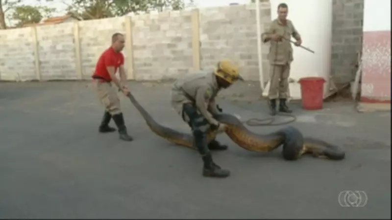 Jornal do Campo TO deste domingo traz reportagens sobre agricultura e pecuária