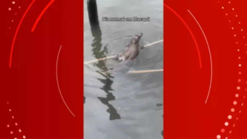 Jovem viraliza ao filmar jacaré em área de ressaca no Amapá; vídeo ultrapassa 40 mil visualizações