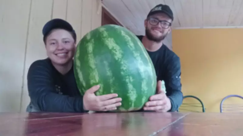 Jovens agricultores colhem melancia gigante de 34 kg no Sudoeste do Paraná