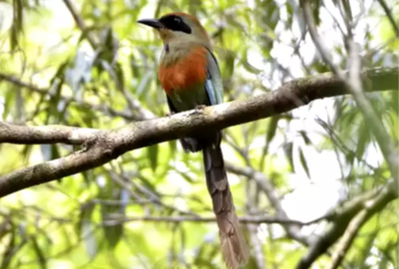 Juruva é reconhecida como símbolo da Mata Atlântica em Mato Grosso do Sul
