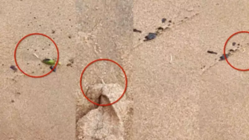 Larvas em areia de praia do ES assustam moradora; especialista esclarece origem