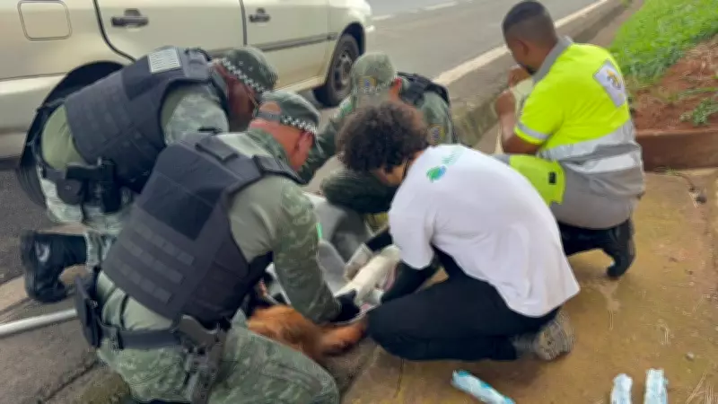 Lobo-guará atropelado em rodovia de SP é resgatado com fratura e ferimentos na cabeça