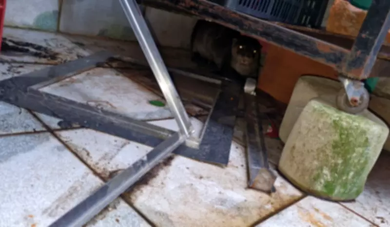 Lontra é resgatada de residência em Nova Odessa após buscar abrigo das chuvas