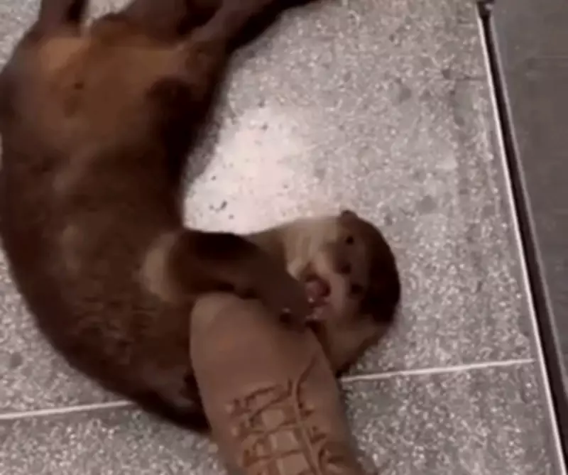 Lontra resgatada em SC exibe comportamento incomum ao buscar carinho de humanos