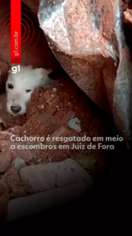 Lula sanciona lei que cria Política de Acolhimento e Manejo de Animais Resgatados