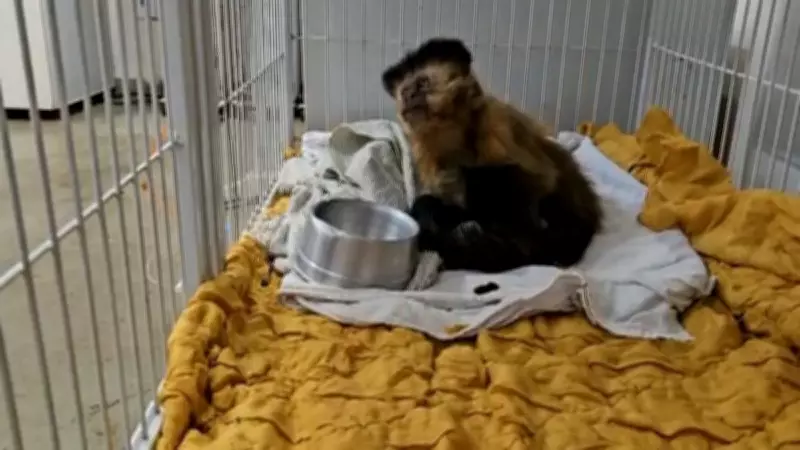 Macaca resgatada em Uberaba recebe diagnóstico de diabetes e alerta especialistas