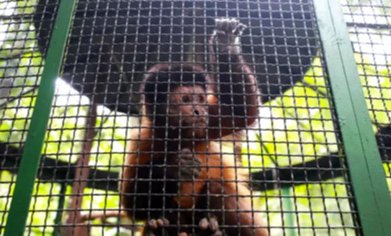Macaco-prego Fulgêncio, ex-ladrão de ovos, encontra novo lar e se adapta em Bosque de Belém