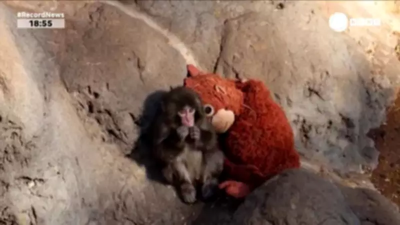 Macaco supera abandono materno com bicho de pelúcia em zoológico japonês