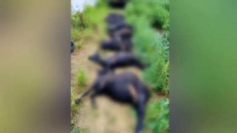 Mais de 20 carneiros são atropelados em Mojuí dos Campos, no Pará