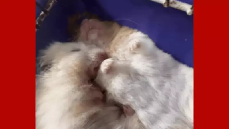 Mais de 200 roedores resgatados de maus-tratos estão para adoção em Cuiabá