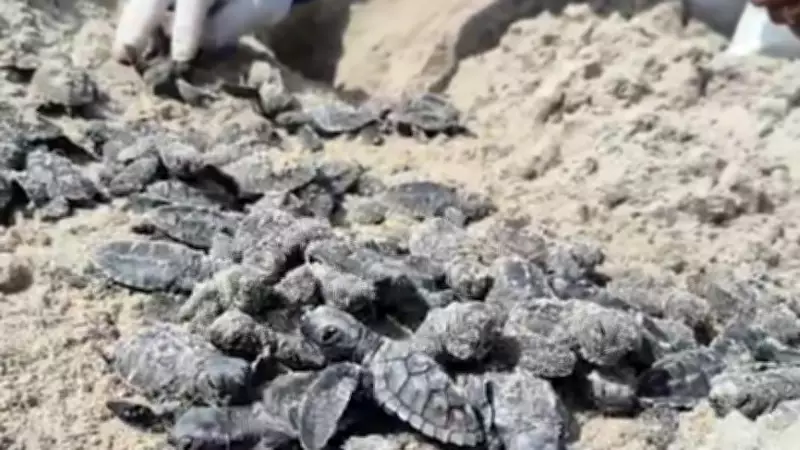 Mais de 5 mil filhotes de tartarugas são soltos no litoral do Piauí em ação de conservação