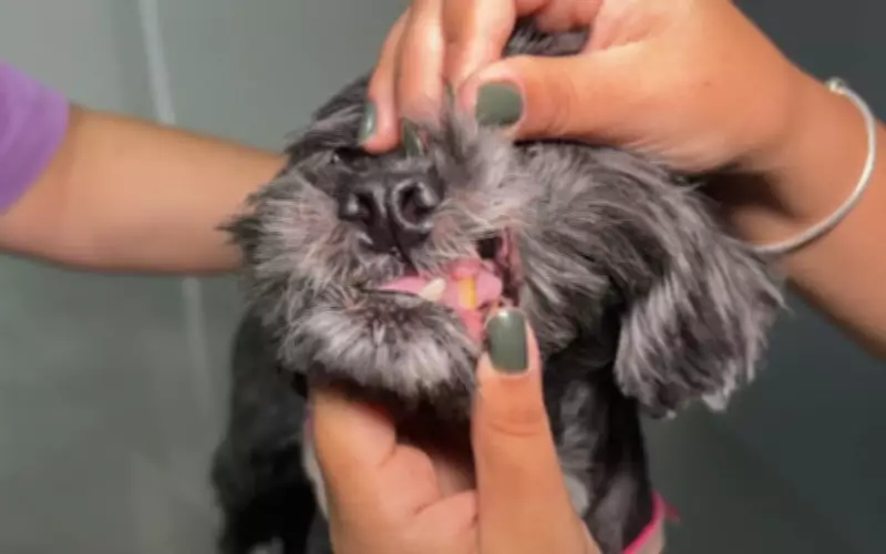 Mau hálito em cães pode indicar doenças graves como diabetes e problemas renais