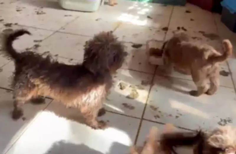 Médica veterinária é presa após resgate de 80 cães de canil clandestino em Curitiba