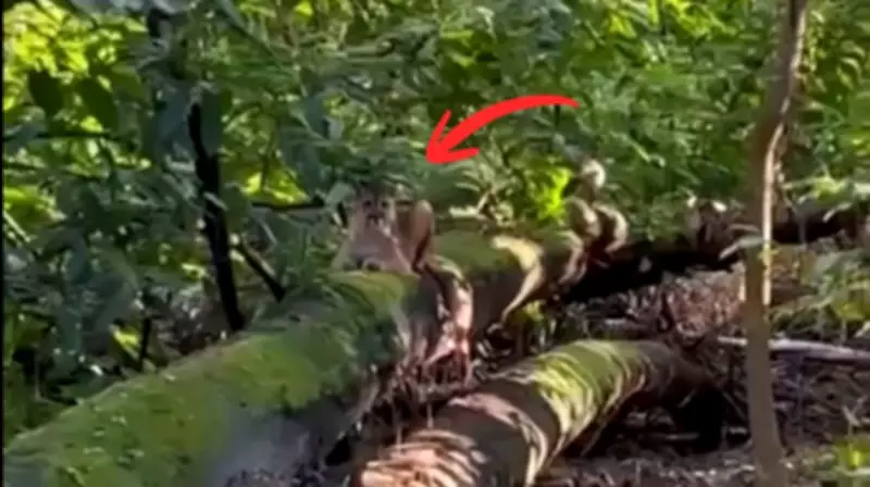 Médico registra encontro raro com onça-parda a 15 metros em Barretos, SP