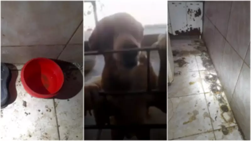 Mãe e filha são presas por maus-tratos a animais em Cascavel, Ceará