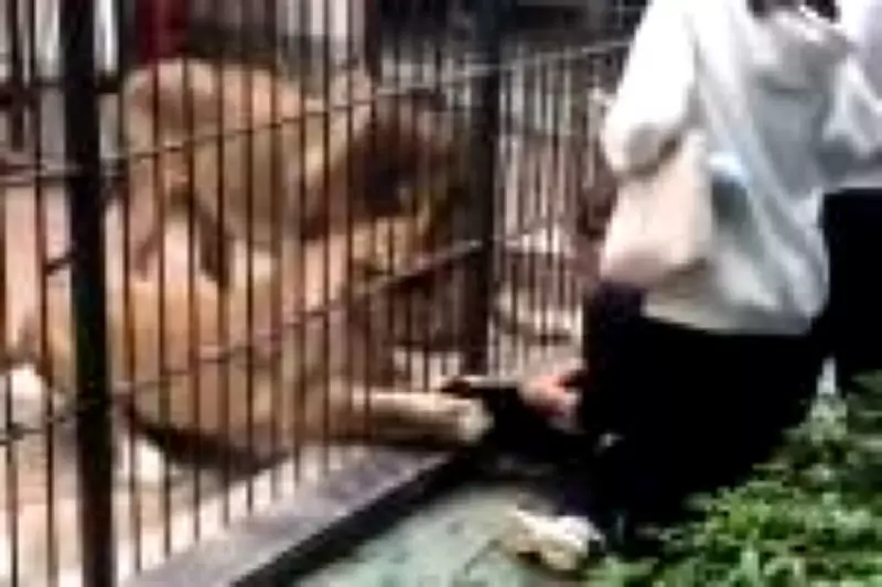 Menina de 10 anos é atacada por leoa em zoológico na China após entrar em área restrita