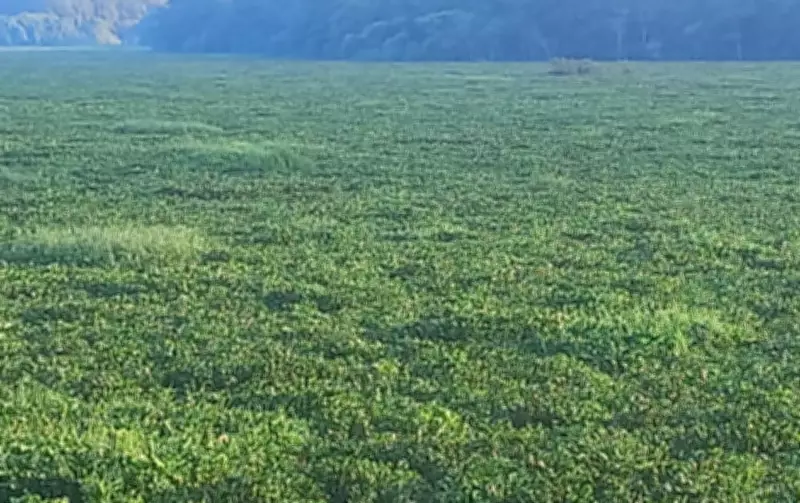 Mergulhador morre após ser sugado por aparelho durante limpeza de aguapés no Rio Tietê