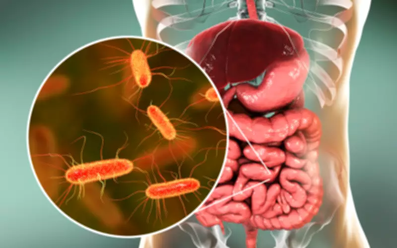 Microbiota intestinal é chave para eficácia da imunoterapia contra o câncer, revelam pesquisas