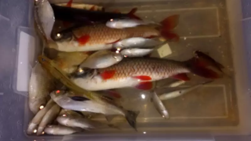 Microplásticos invadem peixes do Parque Tumucumaque na Amazônia, revela pesquisa