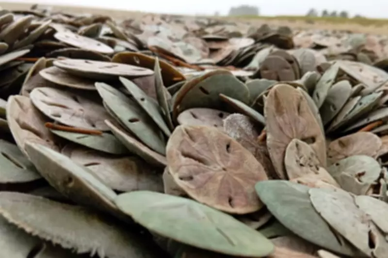 Milhares de bolachas-do-mar são encontradas mortas em praia de Ilha Comprida, SP