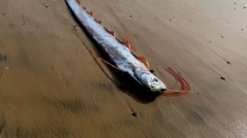 Mistério do Peixe-Remo: Ciência Desvenda o 'Mensageiro do Fim do Mundo'