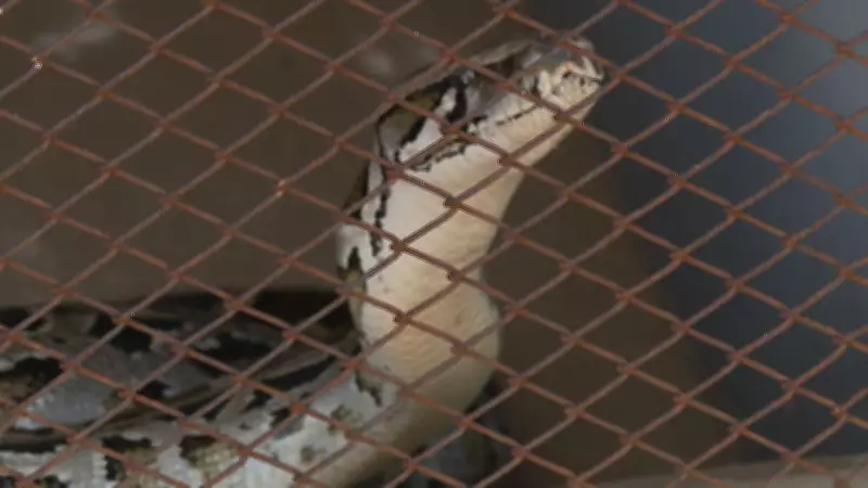 Molécula de píton pode revolucionar tratamento da obesidade sem efeitos colaterais