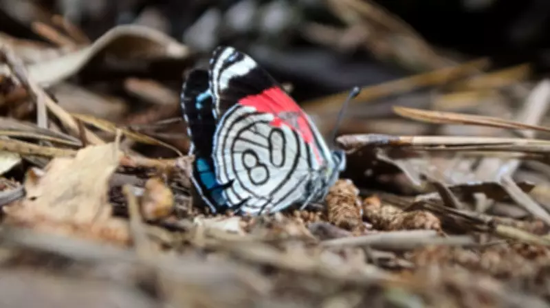 Monocultura de Pinus Reduz Cores de Borboletas na Mata Atlântica, Aponta Estudo