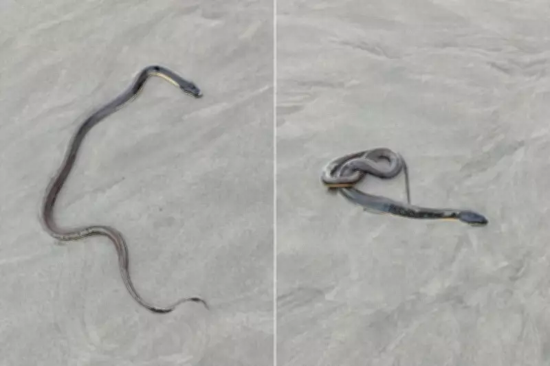 Morador resgata cobra d'água inofensiva na praia de Praia Grande, litoral de SP
