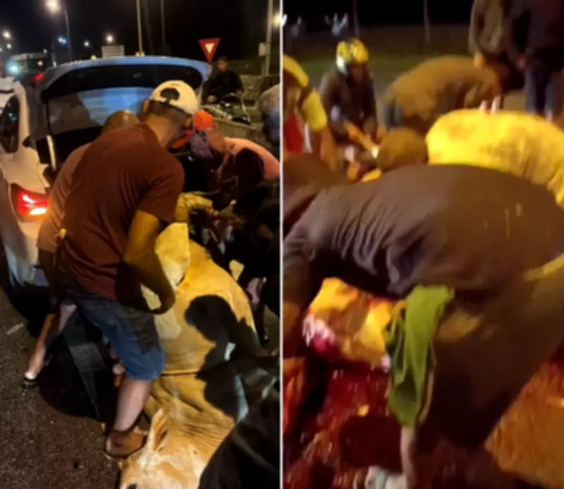 Moradores cortam bois mortos após acidente na BR-101 em Rio Bonito e comemoram 'churrasco garantido'