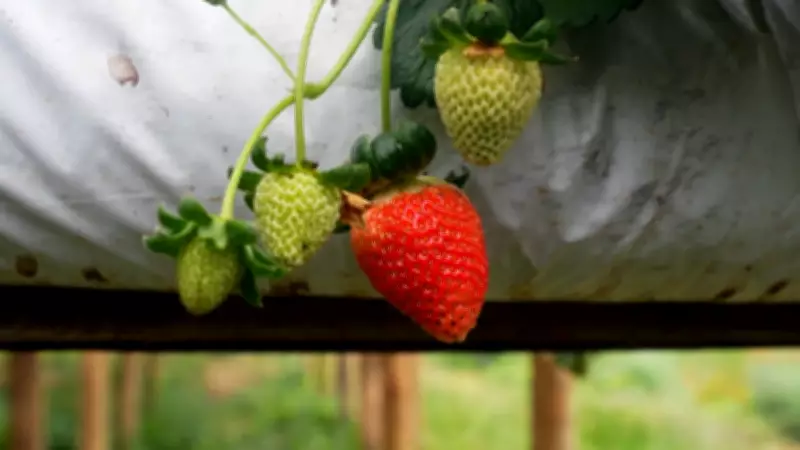 Morango Egípcio Inunda Mercado e Ameaça Agricultura Familiar no Espírito Santo