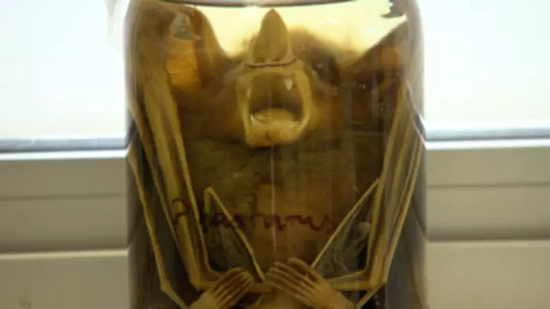 Morcego com raiva é encontrado em Belo Horizonte e prefeitura inicia bloqueio vacinal