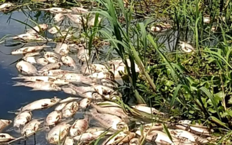 Mortandade de peixes no Rio Japaratuba em Pirambu aponta para crime ambiental