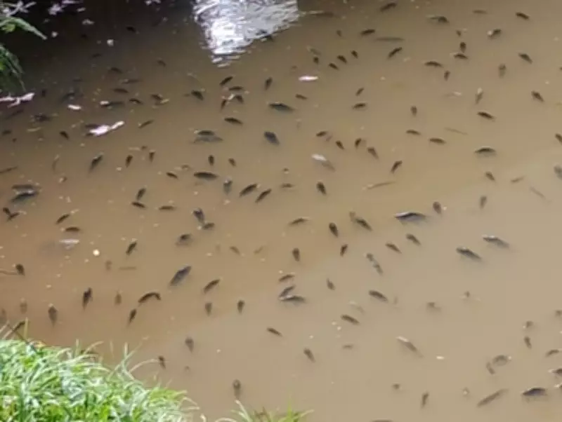 Mortandade de Peixes no Rio Paraíba do Sul em Barra Mansa Preocupa Ambientalistas