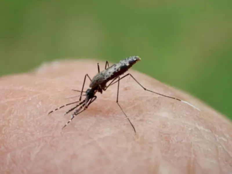 Mosquito da malária desenvolve resistência a inseticidas na América do Sul, alerta estudo