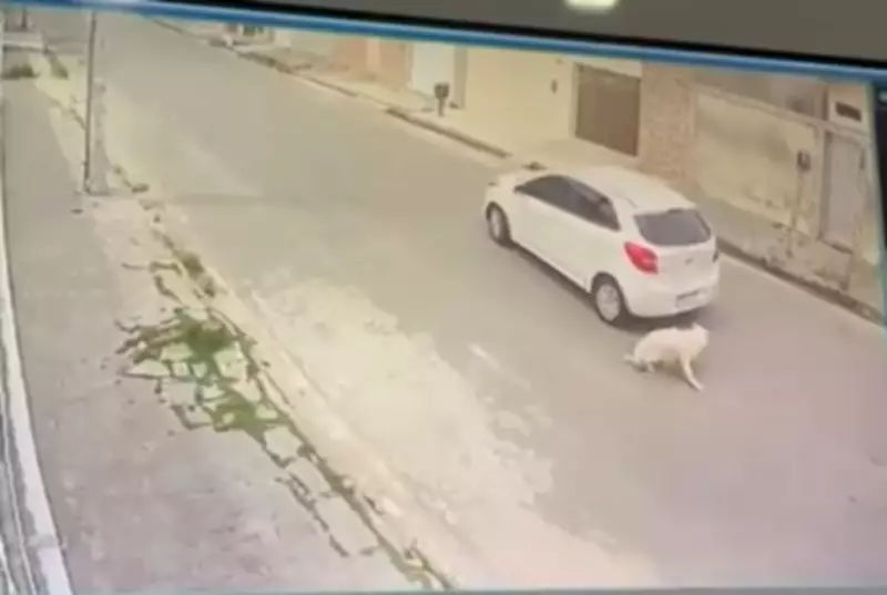 Motorista atropela cachorro e ameaça tutora em Campina Grande; caso é registrado