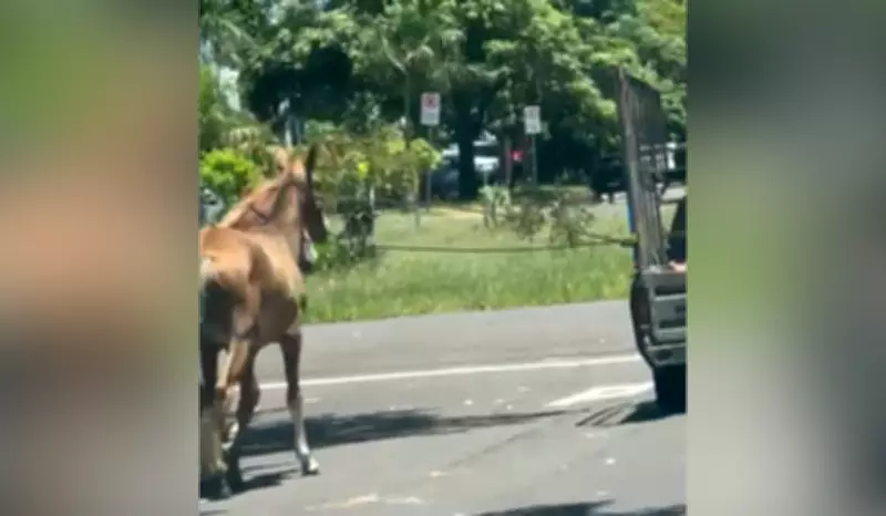 Motorista multado em R$ 6 mil por puxar cavalos pelo pescoço com carro em Presidente Prudente