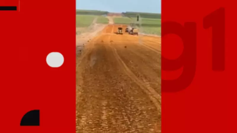 MPF investiga impacto da Ponte do Futuro na Paraíba após vídeo de macacos ameaçados