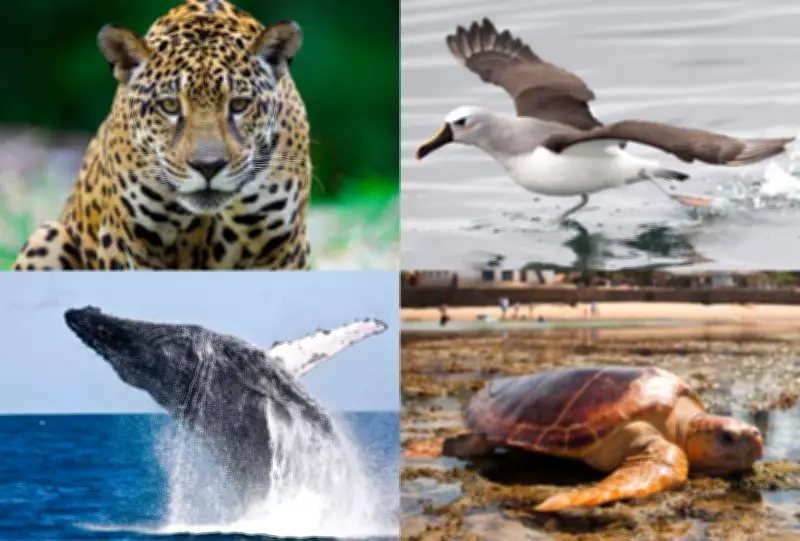 MS se prepara para sediar conferência da ONU sobre espécies migratórias em Campo Grande