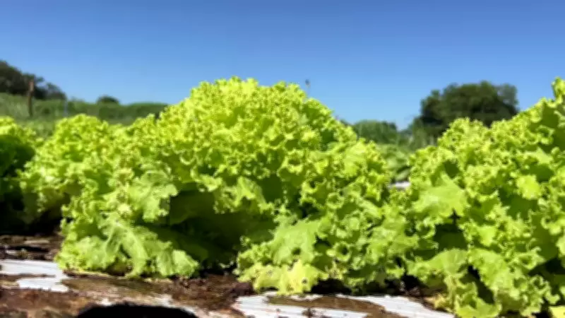 Mudanças climáticas ameaçam produção de alface no interior de São Paulo