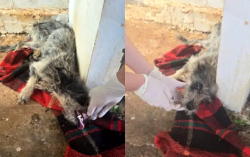 Mulher é investigada por abandonar cadelas doentes em Cerqueira César (SP)