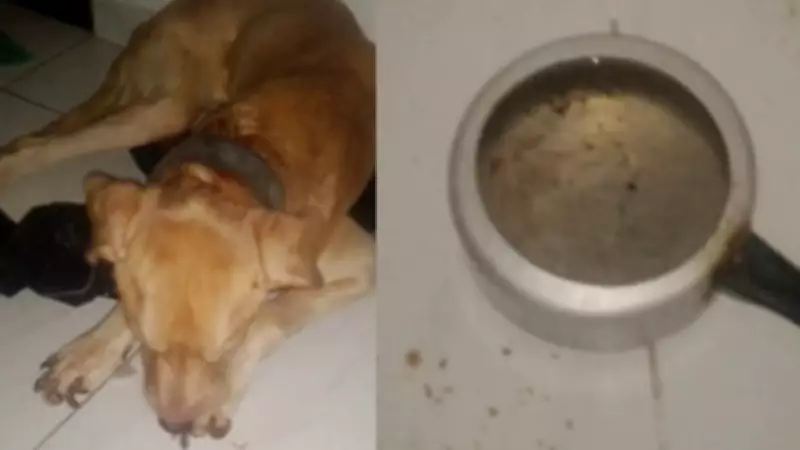 Mulher presa em flagrante por maus-tratos a cachorro abandonado em apartamento em Campina Grande