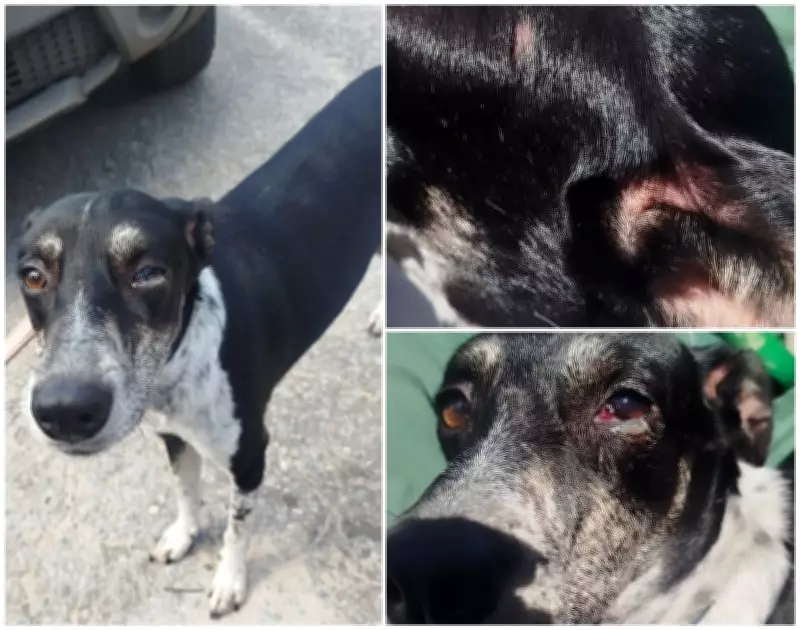 Mulher é presa em flagrante por maus-tratos a cães em Betim; três animais resgatados