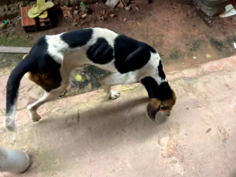 Mulher é presa por maus-tratos a cães desnutridos resgatados em Quatro Bocas, Pará