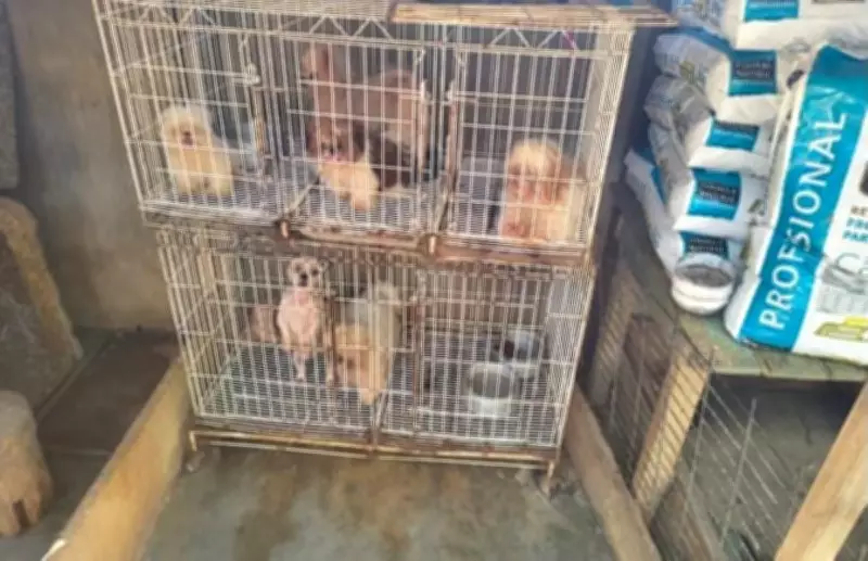 Mulher é presa por maus-tratos a mais de 60 cães de raça em Minas Gerais