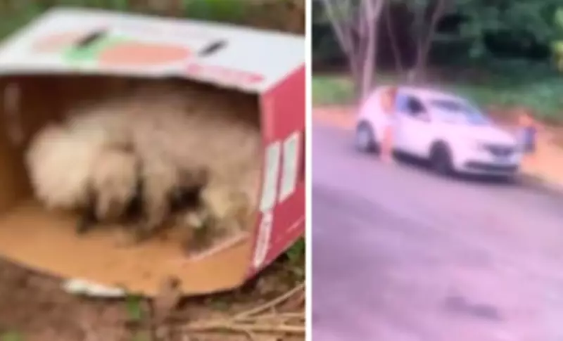 Mulher presta depoimento após abandonar cão shih tzu em caixa de papelão no interior de SP