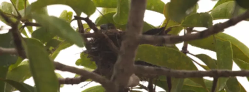 Nascimento de filhote de bicudo em vida livre traz esperança para espécie criticamente ameaçada