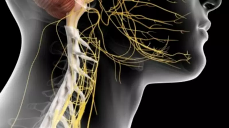 Nervo vago: a fascinação da internet e a realidade científica por trás do 'hackeamento'