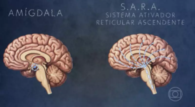 Neurociência revela como cérebro de agressores funciona e aponta caminhos para tratamento