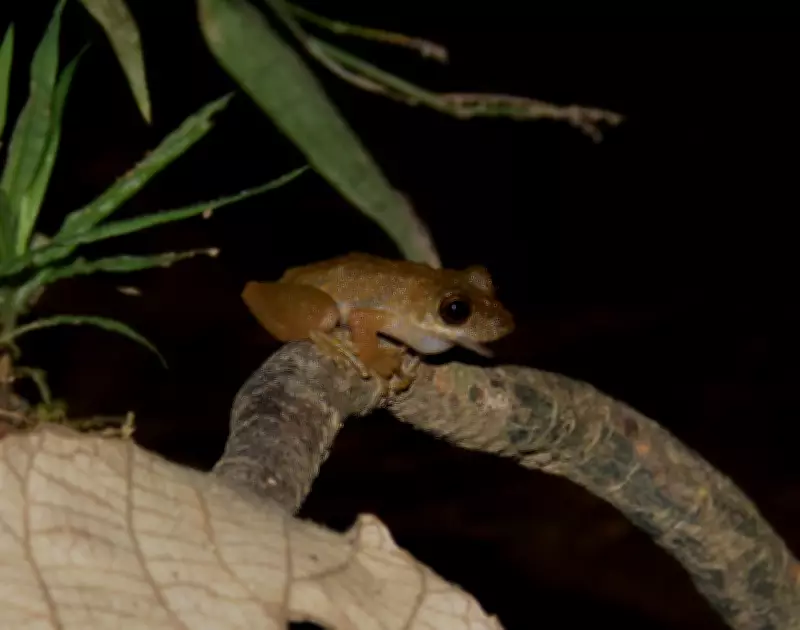 Nova espécie de perereca é descoberta no Cerrado mineiro e alerta para preservação do rio Paracatu